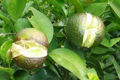 果實(shí)到底為什么會(huì)裂果，原因居然是這些！